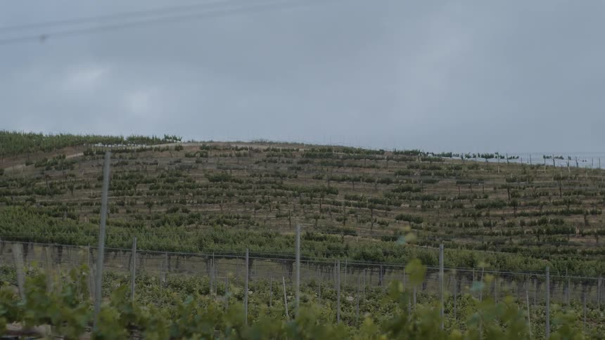 Grape vines growing on a hillside sway in the breeze during the day