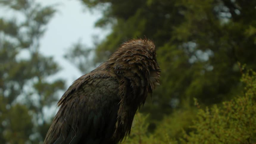 A bird is perched on a fence