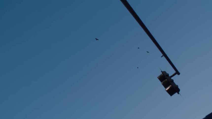 Birds fly in a blue sky above a traffic signal