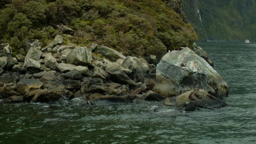 Sea lions play on boulders on a shoreline