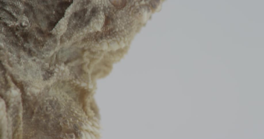 A horny toad is sitting on a white surface