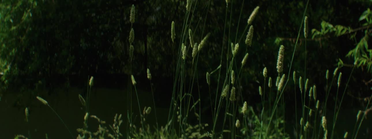 Wind blows through tall weeds