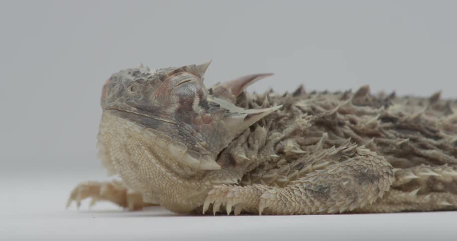 Spiky lizard lays still and closes eyes