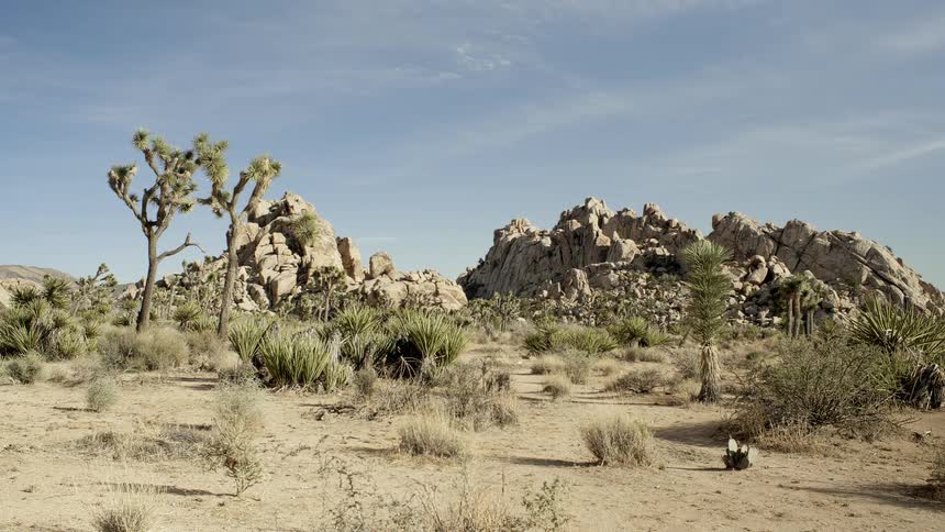 Yucca plants grow in a desert landscape