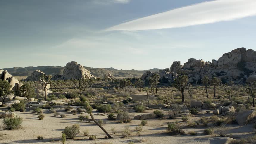 A car drives along a road in a desert where yucca plants grow