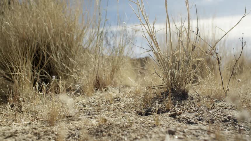 Clumps of grass are trembling in the breeze during the day