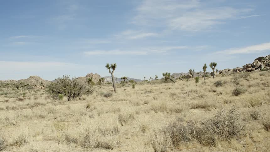 A breeze blows the grasses in a desert on a sunny day
