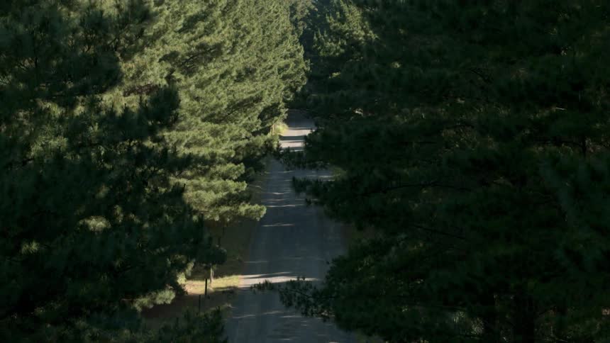 Trees hang over a gravel road