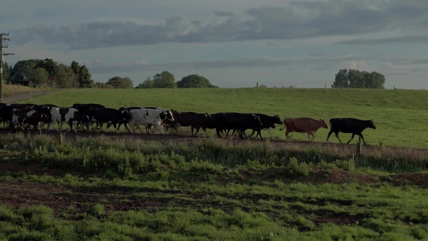 Cattle group together and walk through a field