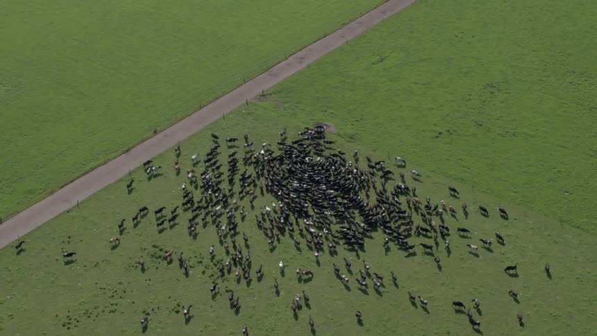 Cattle group together in a field