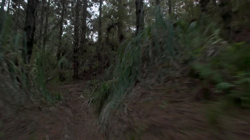 Trees and dense shrubbery cover the landscape in a forest
