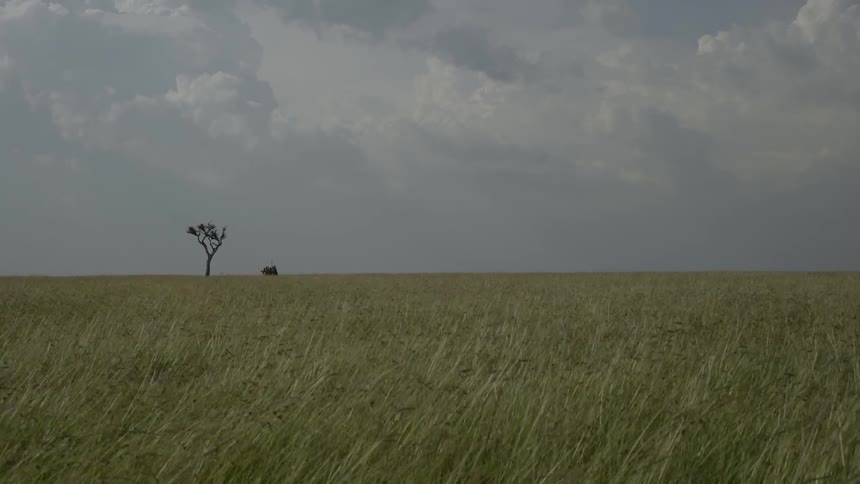 A group of african tribesmen carrying spears dances as they move across the savanna