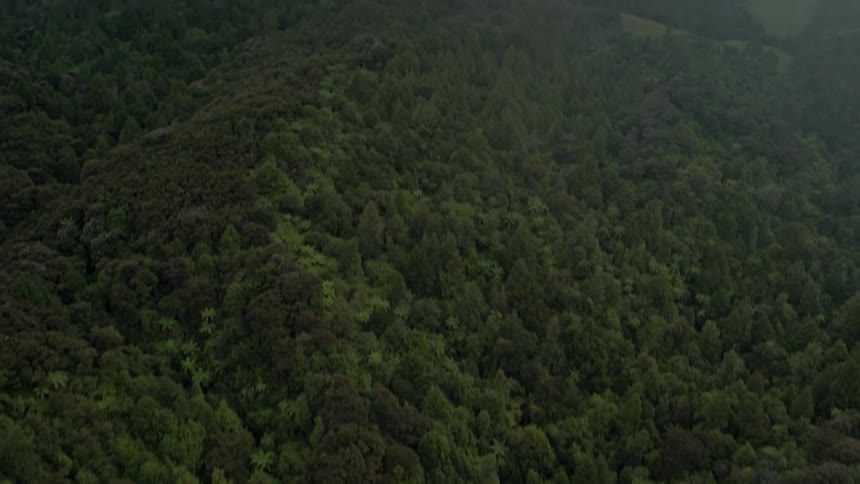 Tall trees tower in the forest