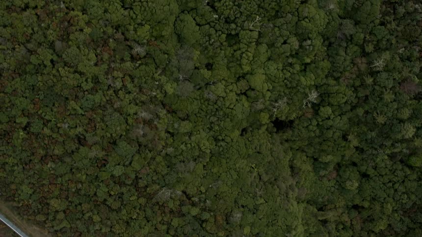 Trees line the side of a winding road on a hill