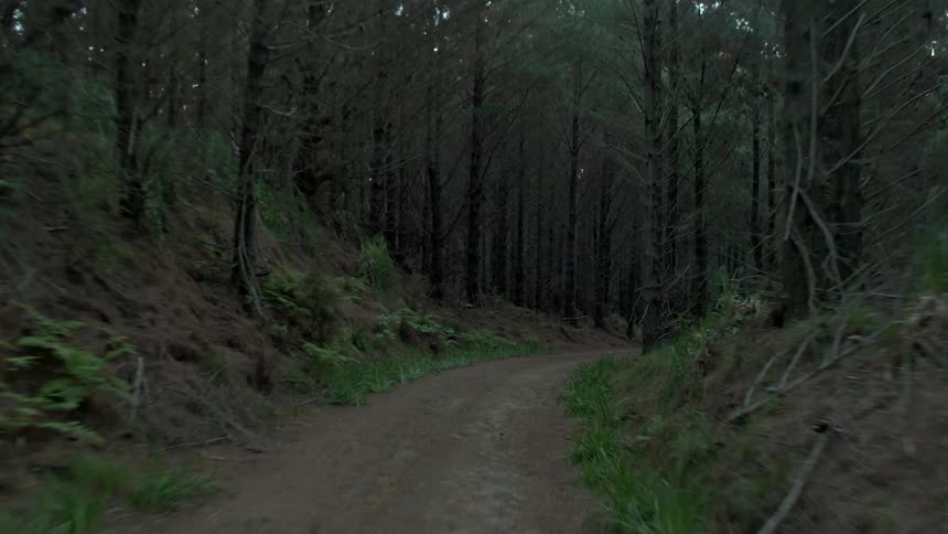 Trees cover each side of a dirt trail