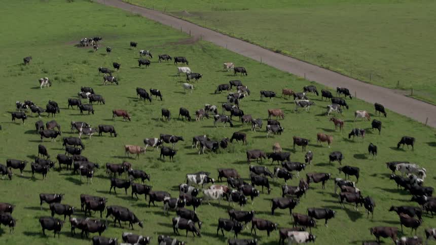 The field is filled with a huge herd of cows