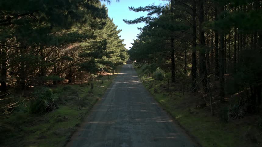 Trees line each side of the road