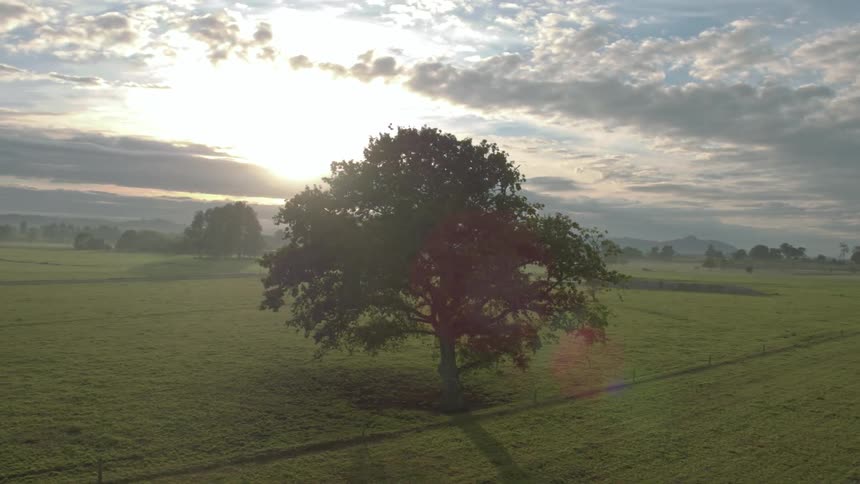 A tree casts a shadow on a field on a cloudy evening