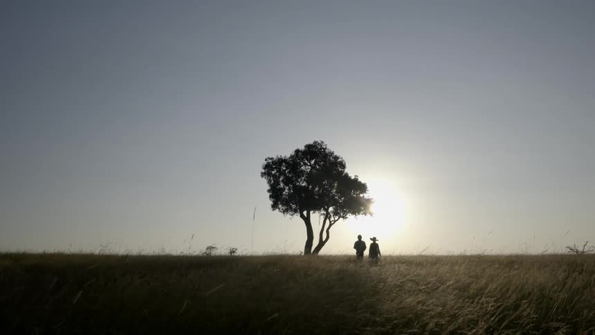 Two people walk out in a field with a lone tree