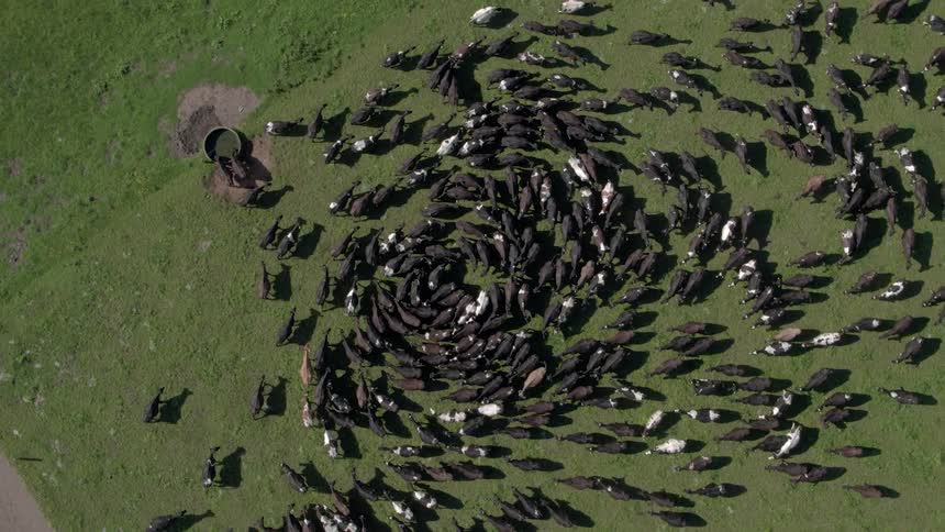 A group of cattle circle and gather in a field