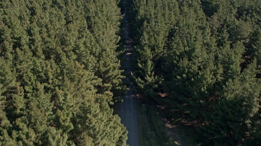 Trees line each side of the road