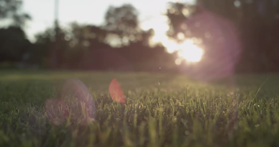 The illuminates blades of grass in a lawn as it rises