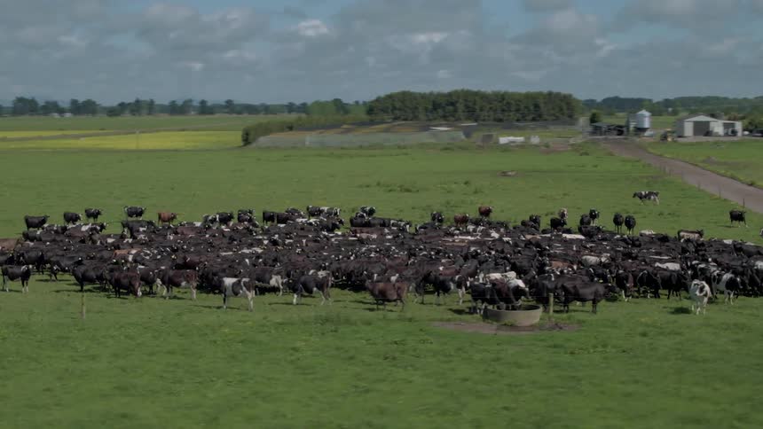 A herd of cows graze in a farm pasture on a cloudy day