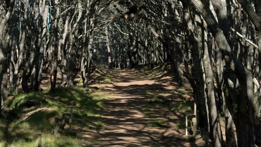 Trees line each side of a dirt path