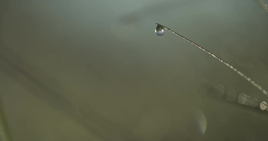 Dew is falling off of a tiny branch