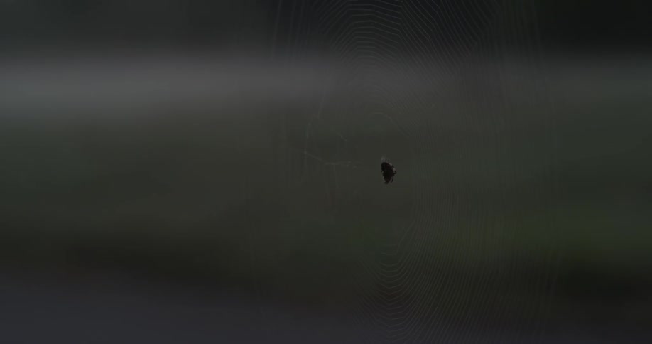 A bug is caught in a spiders web