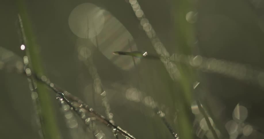 Dew gathers on blades of grass on a sunny morning