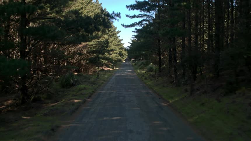 Trees line each side of the road