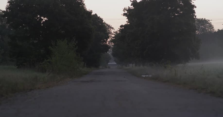 At the end of the road are some thick trees