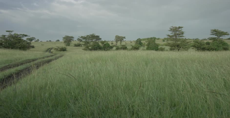 A truck travels through the brush