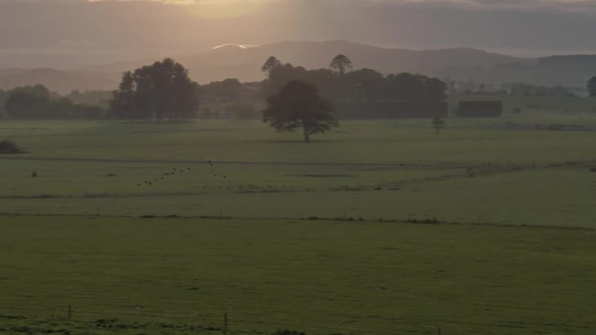 The long green field has birds flying over it