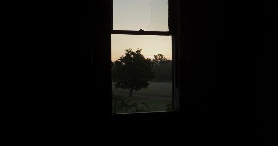 A tree stands outside of a broken window
