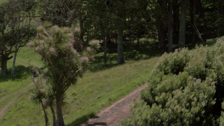 A dirt road runs through a fence and along a stand of trees on a sunny day