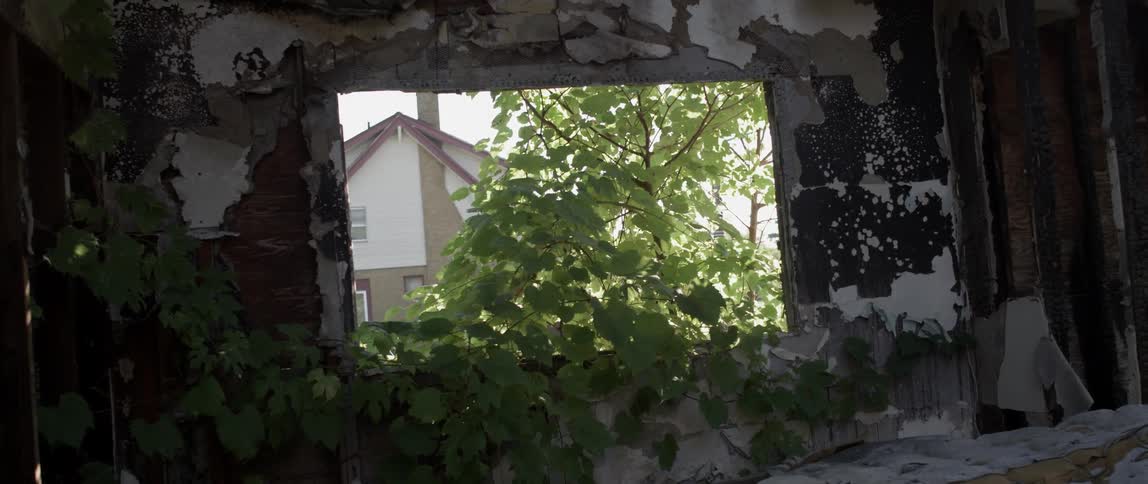A tree grows through a window on an abandoned building
