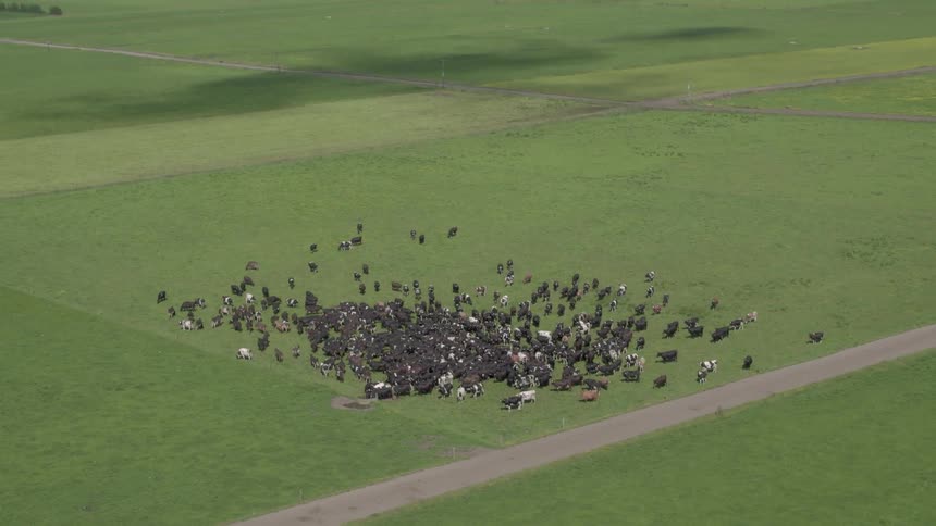 A herd of cows graze in a pasture on a sunny day