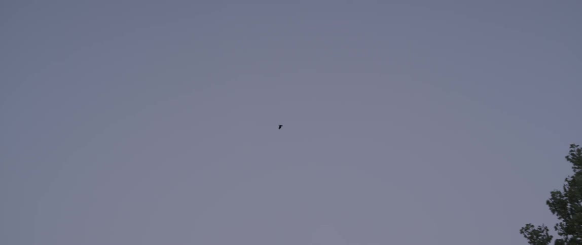 A bird flies in an overcast sky over a stand of trees