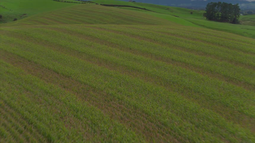 Rows of crops cover a rural field