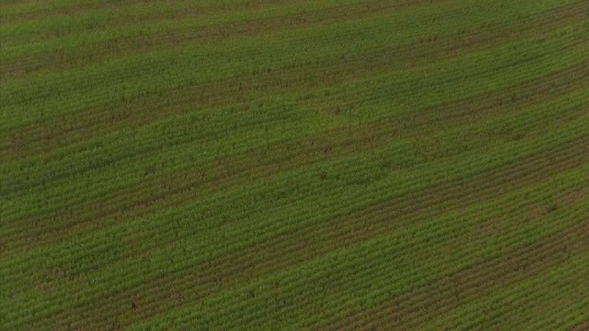 Crops cover agricultural land
