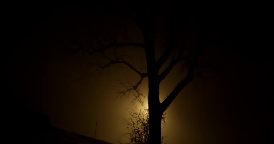 Sun shines behind a tree