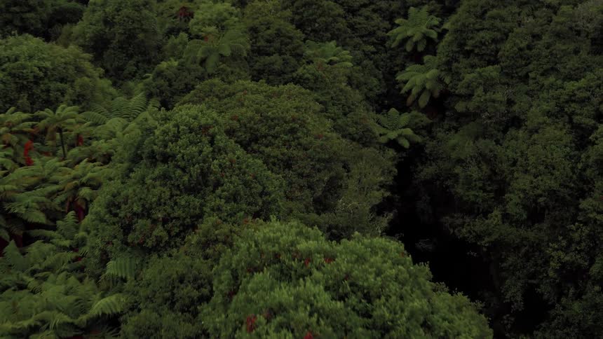 Tall trees tower in the forest