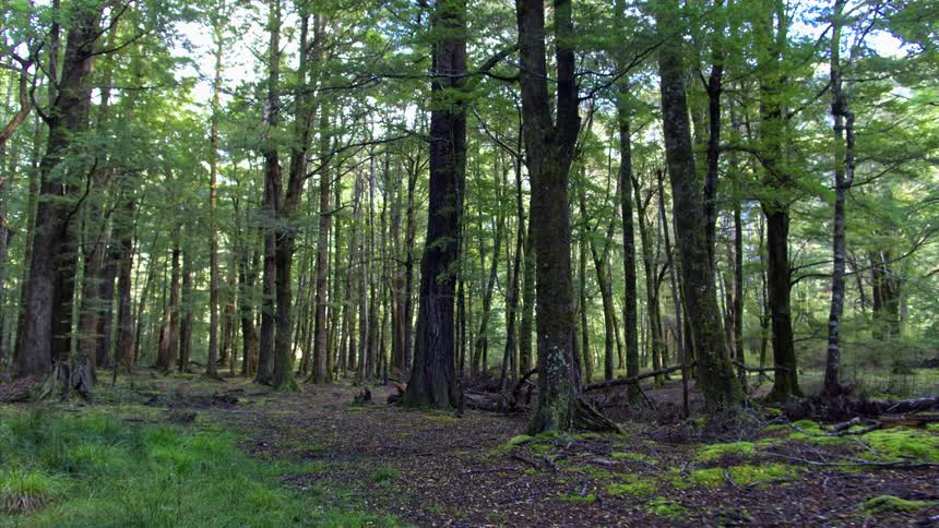 Tall trees tower in the forest