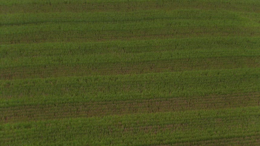 Rows of crops in a large flat area of land