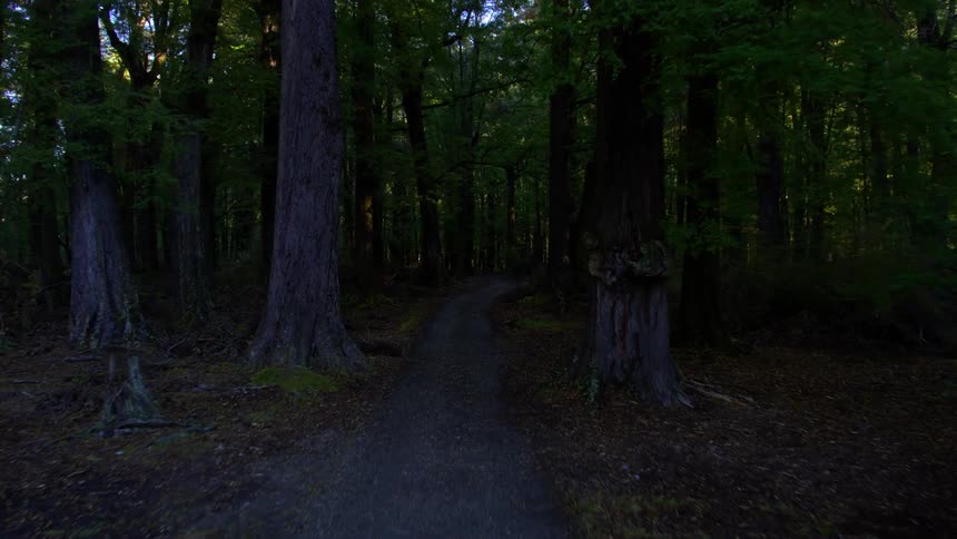 Someone is traveling through a small dirt road going through a forest