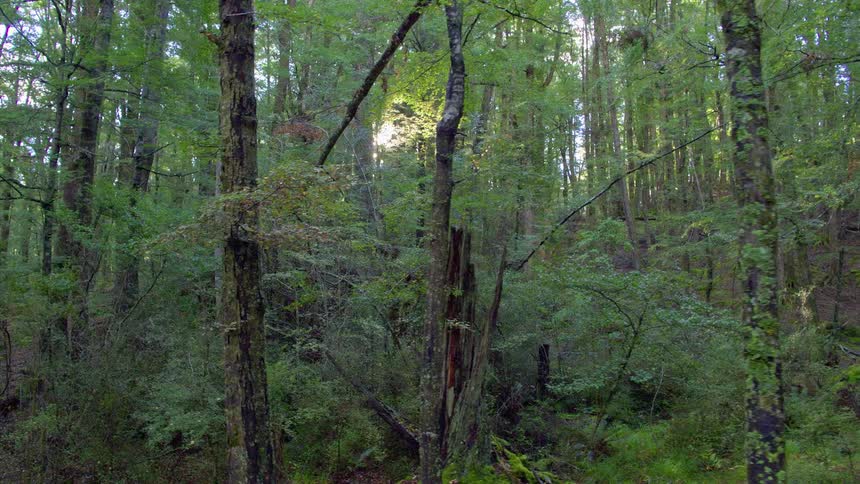 The sun shining through trees in the woods