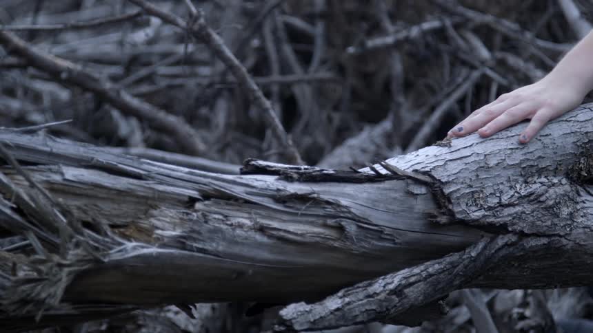 A woman caresses the bark on a fallen tree
