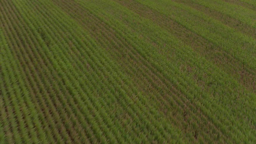Crops are lined perfectly in a field